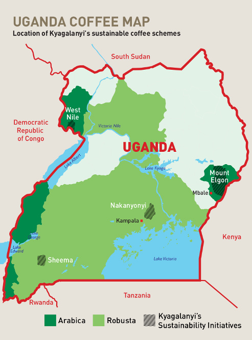 Arabica Coffee Region Arabica Coffee Region