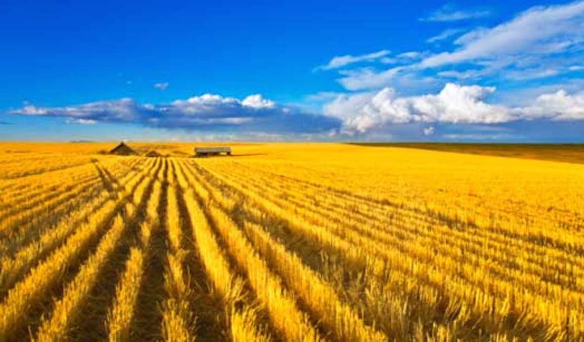 Frumento Crollano Le Importazioni Iraniane Materie Prime 