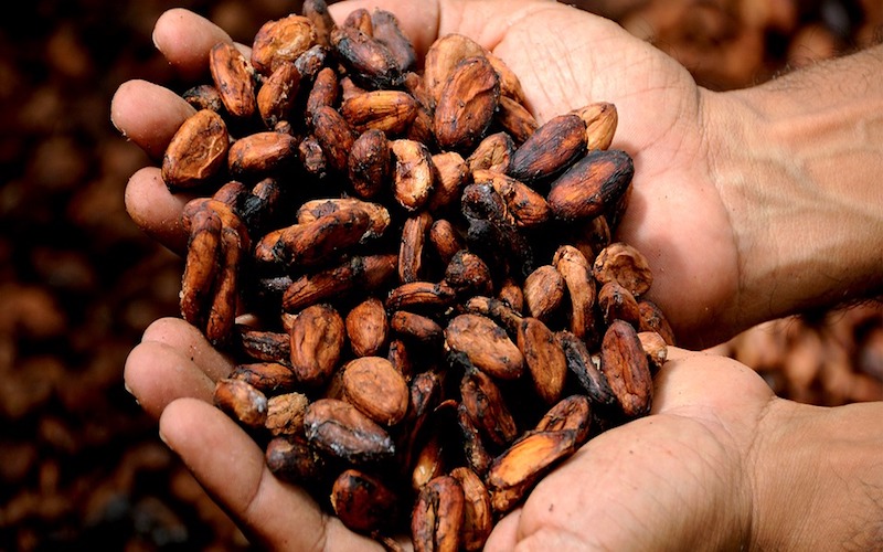 Cacao: le piogge supportano il Mid Crop della Costa d’Avorio