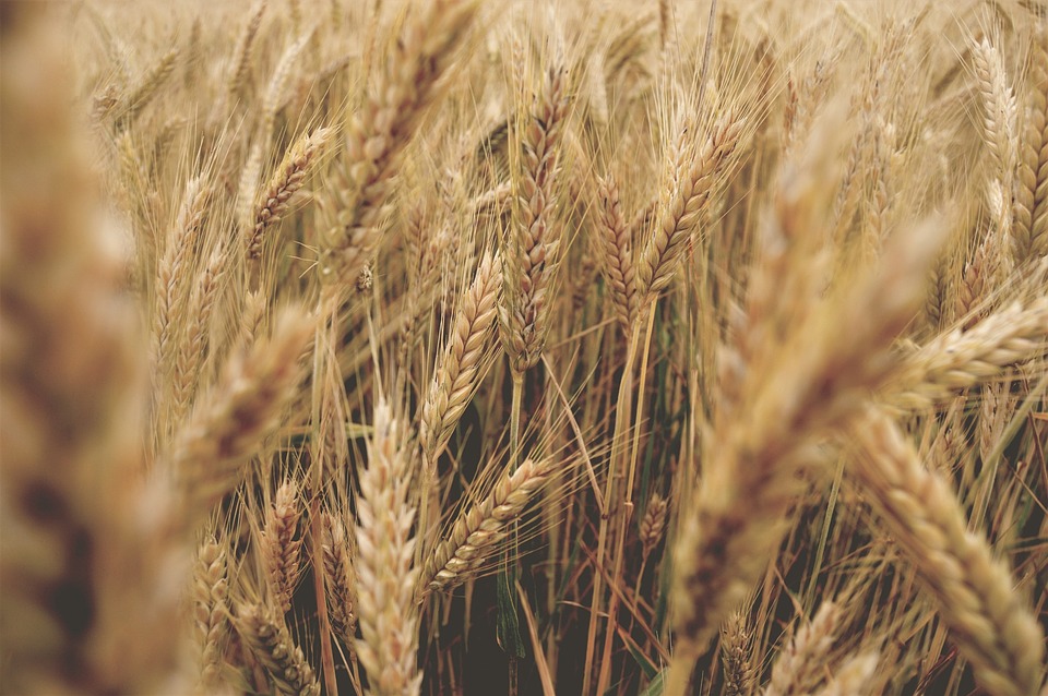 Cereali: il clima secco ridurrà la produzione della Francia
