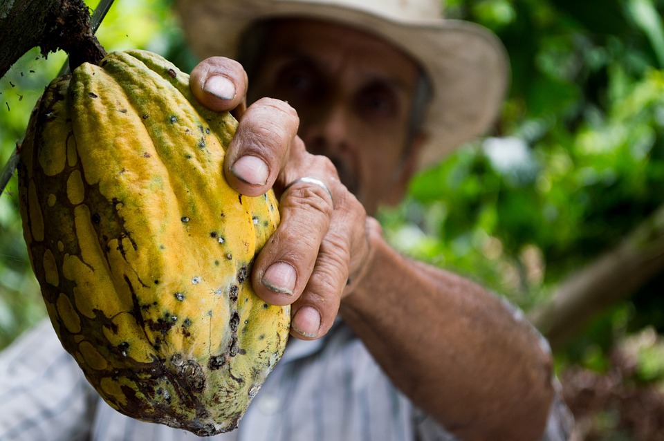 Cacao: le piogge intense potrebbero danneggiare il raccolto della Costa d’Avorio