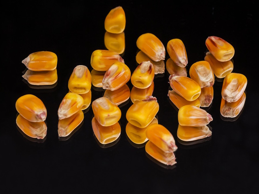 Mais: Safras aumenta le stime sul raccolto del Brasile